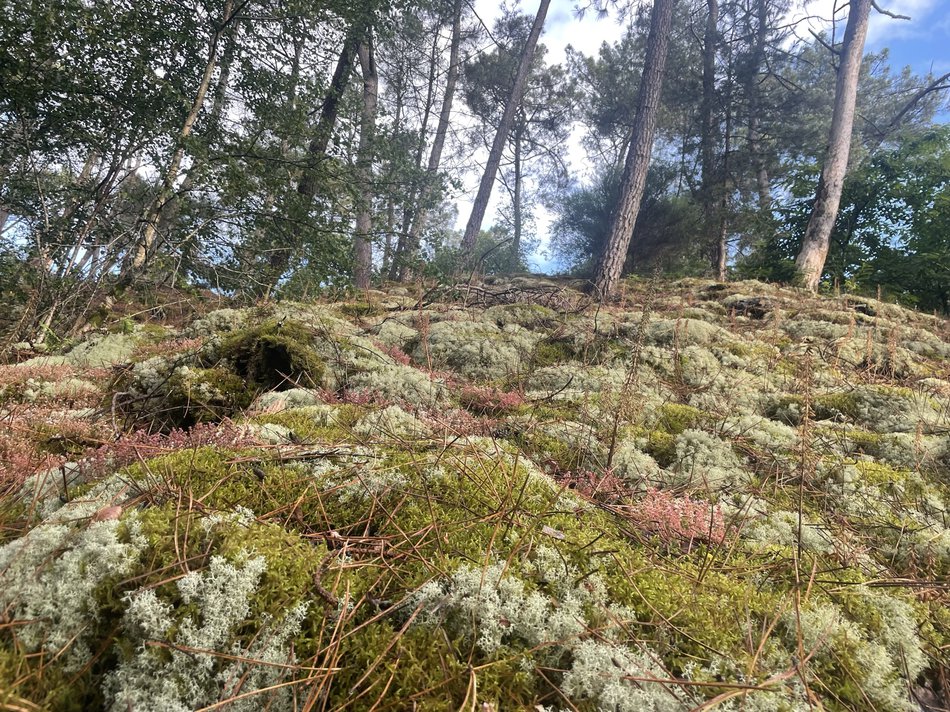 Les rendez-vous dominicaux des Rex’Runners